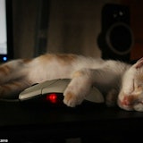 One in five Americans still without home Internet  One in five Americans still without home Internet