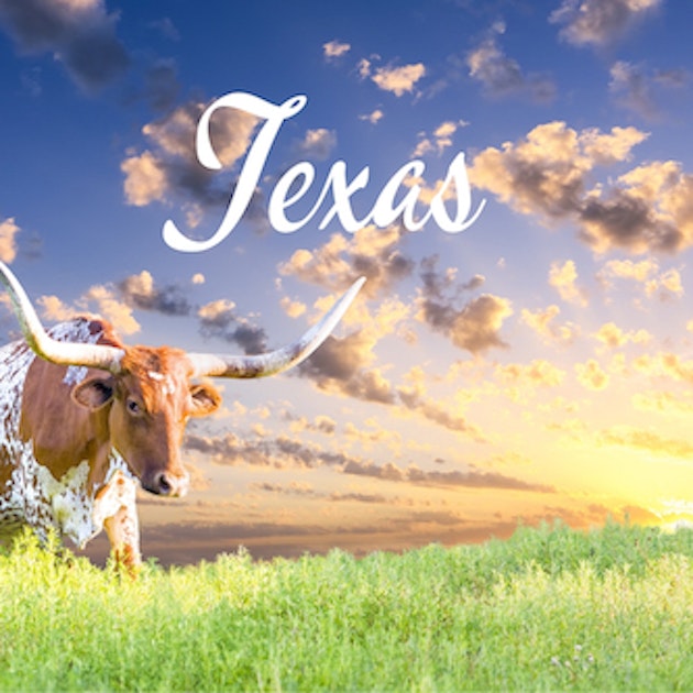 Best Providers in Texas WhistleOut