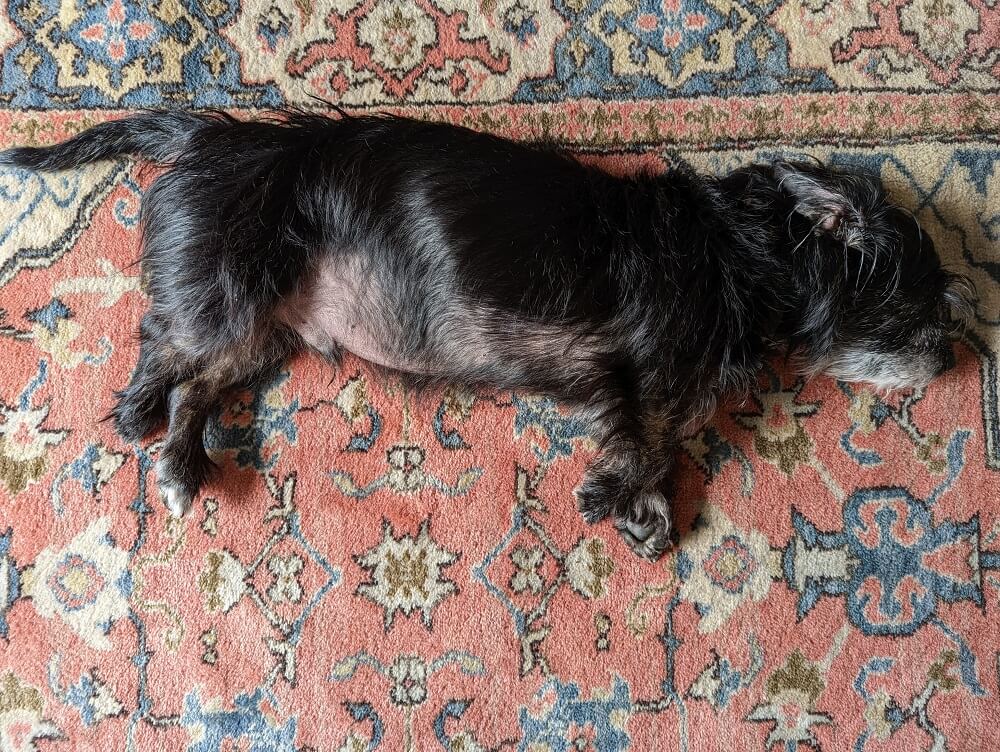 Pixel 6 Pro Review Camera Quality - Sebastian on Rug