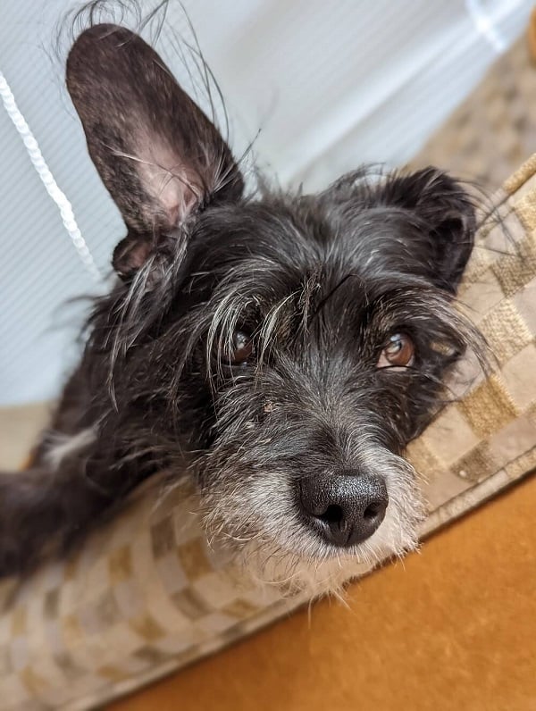 Google Pixel 6 Pro Portrait Mode Review