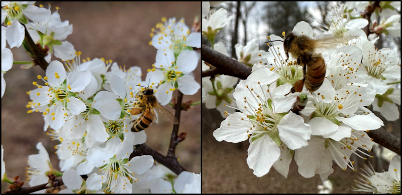 Close-up photos of flowers with S23 and iPhone 14