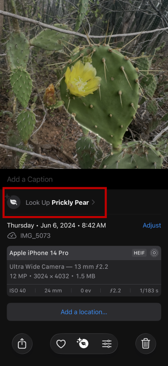 Looking up a prickly pear cactus in the Photos app