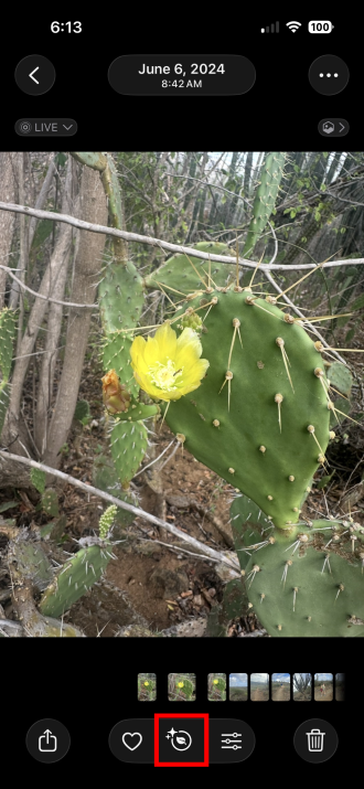 Info button in the Photos app identifying a plant