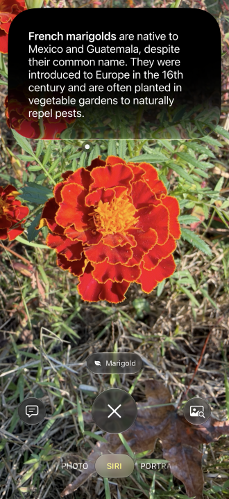 Siri mode in the iPhone Camera app identifying a marigold flower
