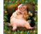 Season’s Greetings